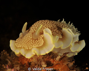 A real beauty - Goniobranchus sp. by Valda Fraser 
